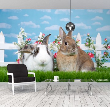 Picture of Brown dwarf rabbit sitting in green grass next to white and brown lop eared bunny facing viewer White picket fence with small pink roses Blue background sky with clouds Copy space